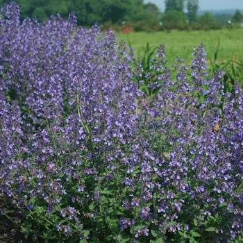 Котовник Nepeta x faassenii 'Junior Walker™ '